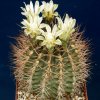 Gymnocalycium_pungens